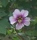 Mallow tree laventera maritima aka bicolor