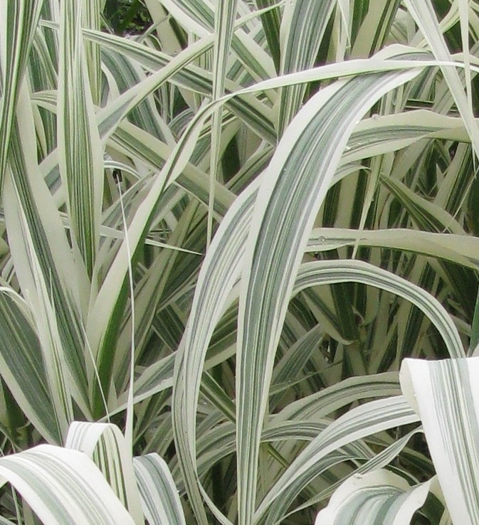Reed grass Arundo donax Variegata