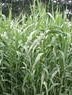 Reed grass Arundo_donax