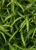 Sweetfern Comptonia peregrina