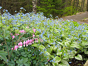 bleeding heart-bugloss combination