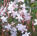 jasmine polyanthum