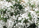 jasminum_officinale1