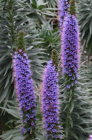 Echium candicans Pride of Maderia