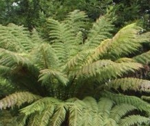 Fern Tree Cyathea cooperi