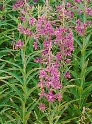 Fireweed Chamerion angustifolium