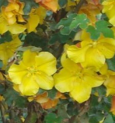 Flannel bush fremontodendron californicum