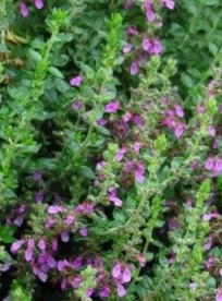 Germander Teucrium