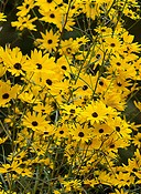 Helianthus angustifolia swamp sunflower