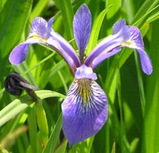 Blue Flag Iris