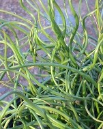 Juncus_effusus_Spiralis