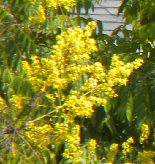 Koelreuteria bipinnata Ch fl tree flowers