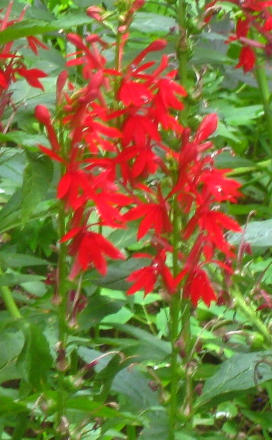 Lobelia cardinalis cardinal flowr 2