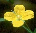 Ludwigia alternifolia Seedbox 2