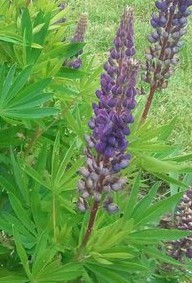 Lupine Russell hybrid