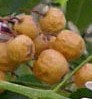 Melia azedarach flowers fruit