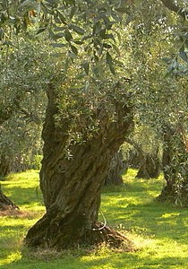 Olive_tree W