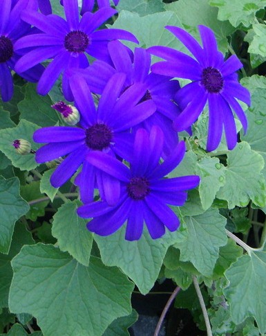 Percallis Senetti