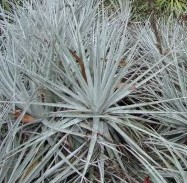 Puya alpestris leaves