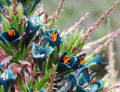 Puya alpestris sapphire_tower flowers