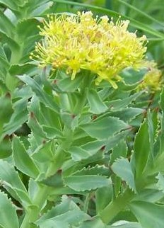 Rhodiola_rosea_