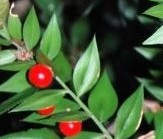 Ruscus aculeatus