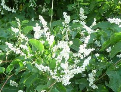 Russian vine Fallopia baldschuanica Polygonum baldschuanica