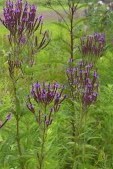 Verbena-hastata-Blue-Vervain-e1325014590784