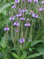 Verbena hastata bluevervain fl detail