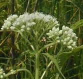 boneset