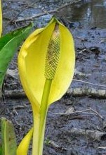 skunk cabbage western Lysichiton americanus