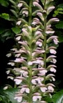 Acanthus mollis1