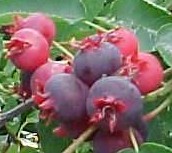 Amelanchier-laevis-berries