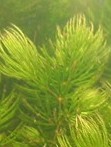 Ceratophyllum-demersum-hornwort