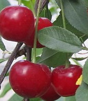 Cherry sour Prunus cerasus