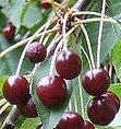 Cherry sweet Prunus_avium