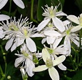 Clematis terniflora