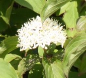 White Cornus (Cornus alba) Hedge .