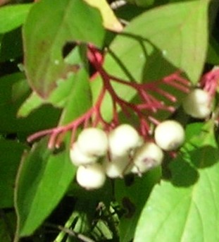 Dogwood  gray berries