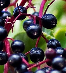 Elderberry