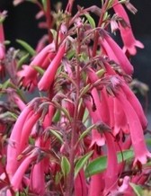 Fushia cape Phygelius capensis