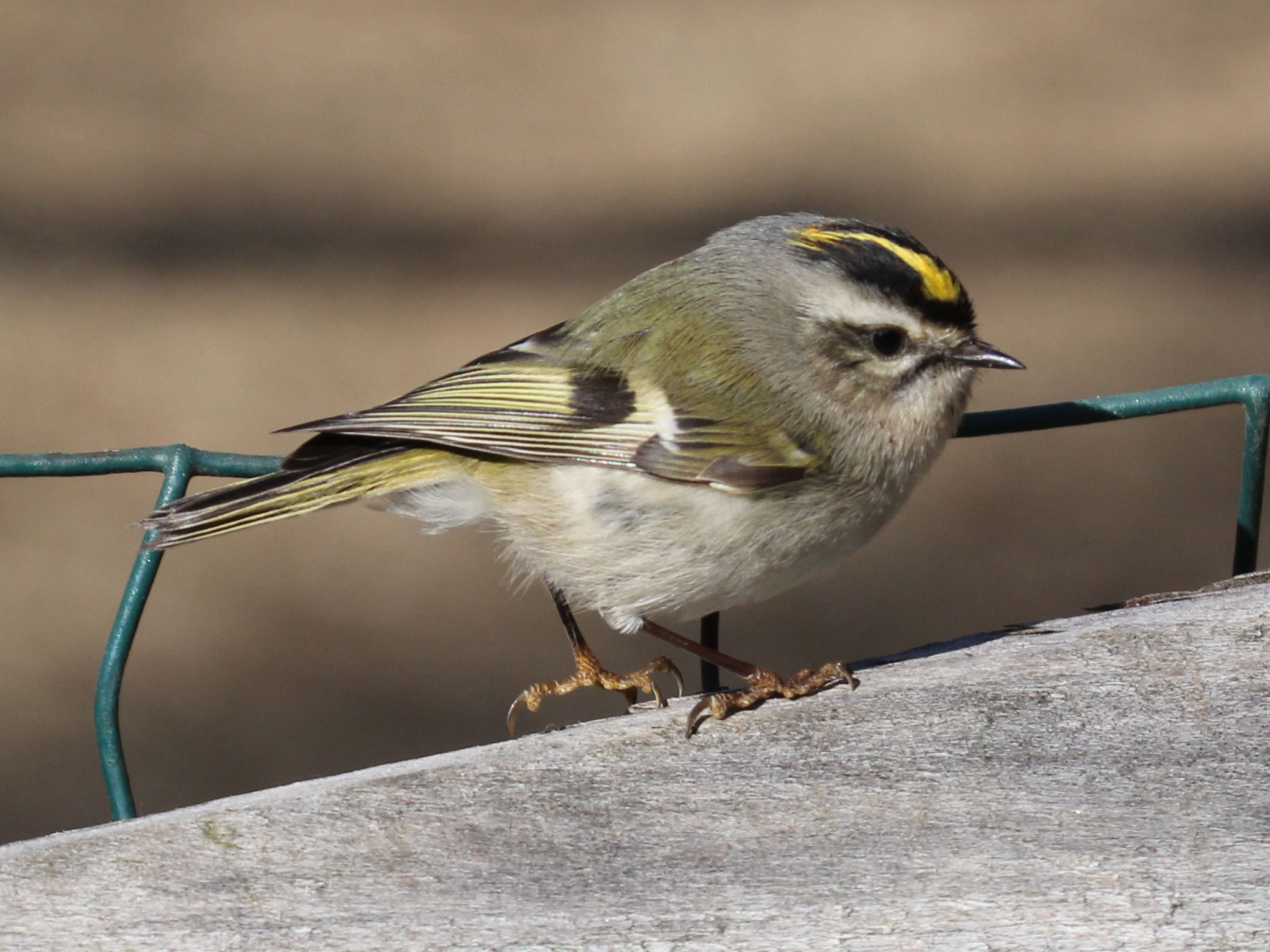 Golden-crowned_Kinglet_