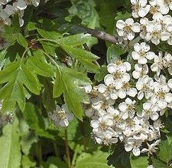 Hawthorn Crataegus_monogyna