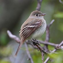 Least flycatcher Empidonax-minimus- Wikipedia