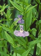 Mimulus ringens Monkey flower plant