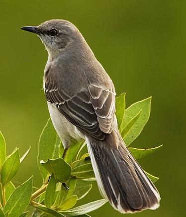 Mockingbird Mimus_polyglottos Wikipedia