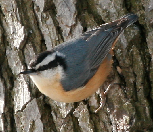 Nuthatch red breasted Sitta_canadensis)10-4c
