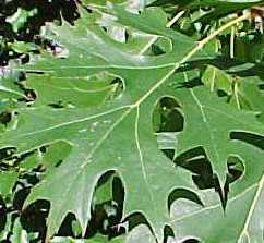 Oak- red Leaf