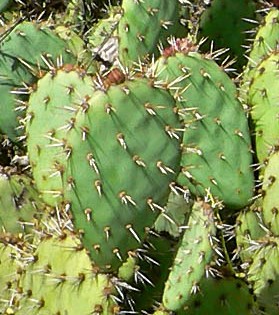 Opuntia_littoralis_Prickly pear