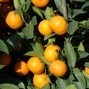 Orange tree